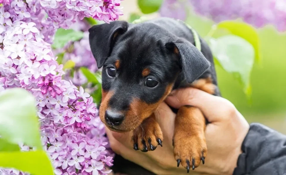 O Pinscher é um dos cachorros mais populares