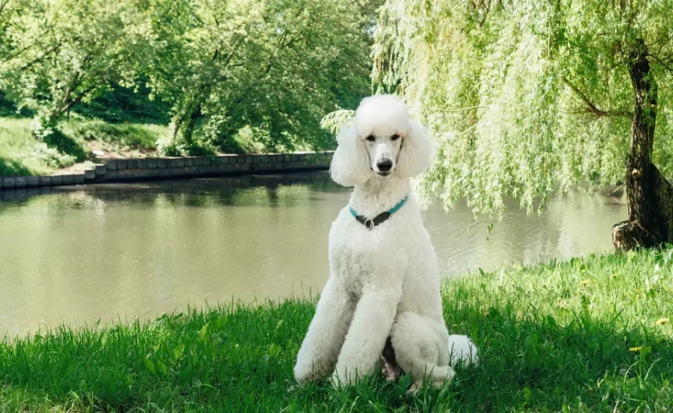 Poodle branco grande sentado na grama