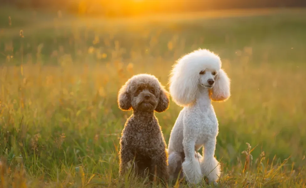 Poodle branco e marrom lado a lado ao ar livre