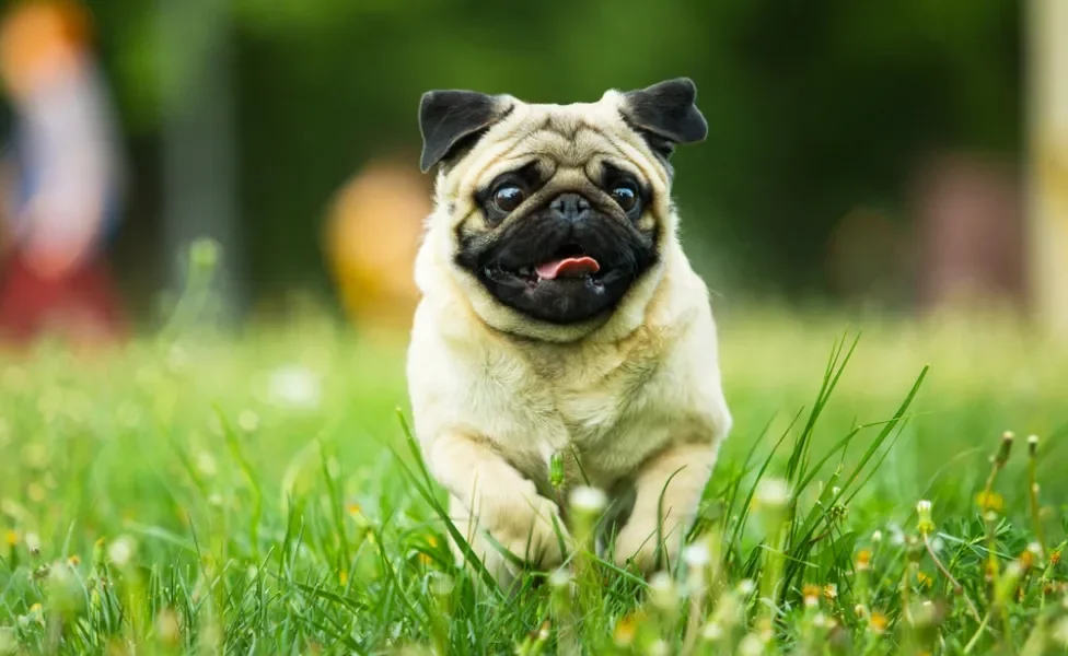 Pug correndo no gramado