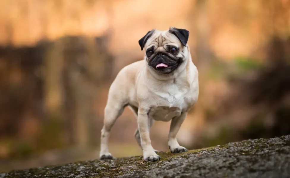 Pug em pé em cima de pedra