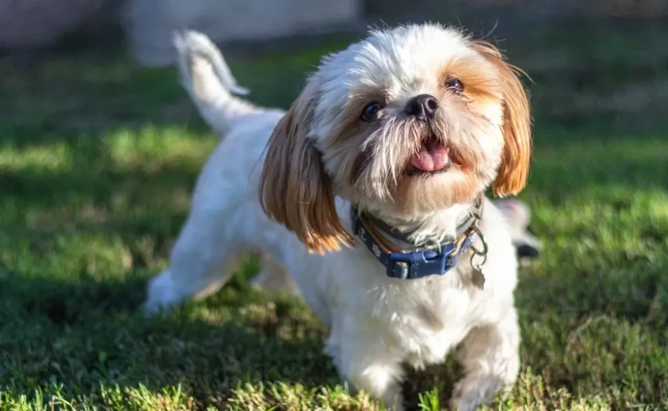 Shih Tzu de coleira na grama 