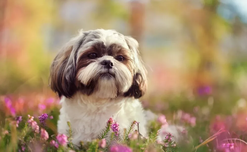 Shih Tzu em meio a flores