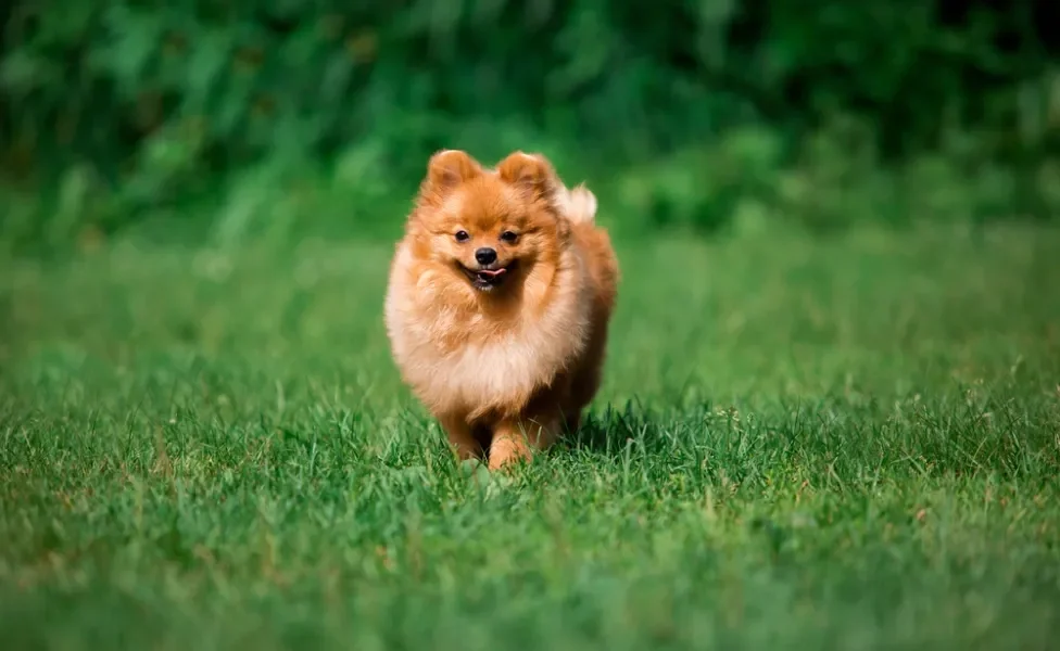 Lulu da Pomerânea em pé na grama