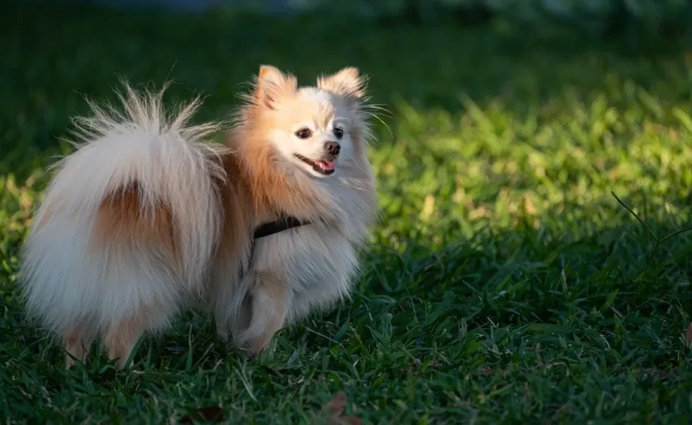 Spitz Alemão com rabo peludo em cima da grama