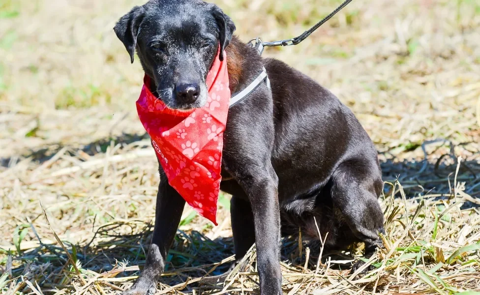  vira-lata preto de bandana sentado na grama