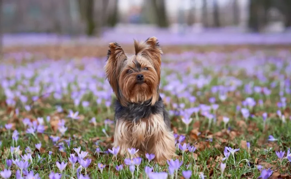 Yorkshire no meio de um campo de flores