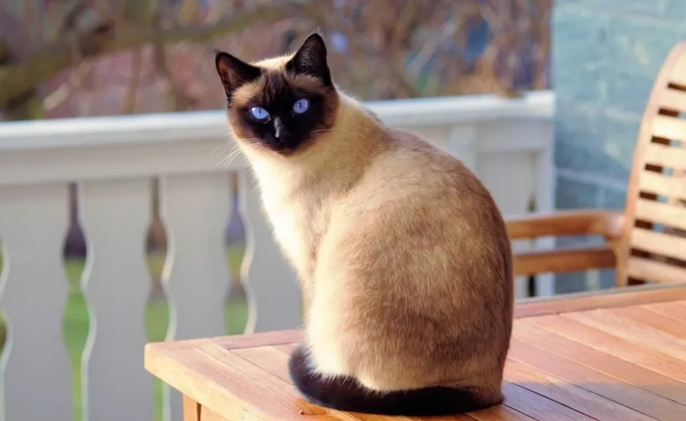 Raças de gato: Siamês sentado na mesa