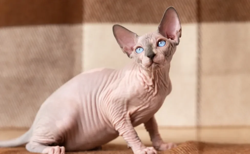 Raças de gato: Sphynx sentado