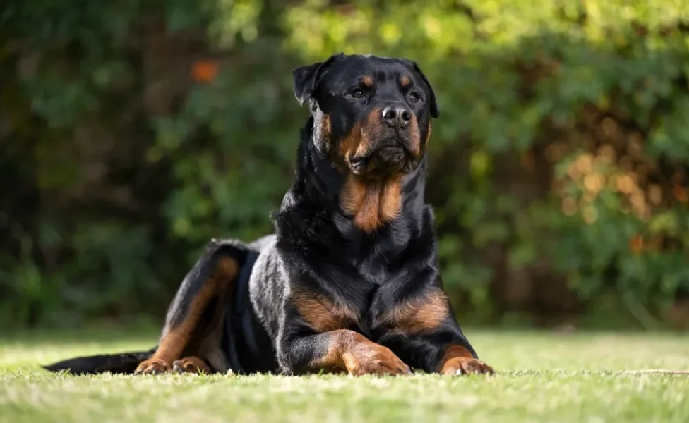 Rottweiler deitado imponente na grama