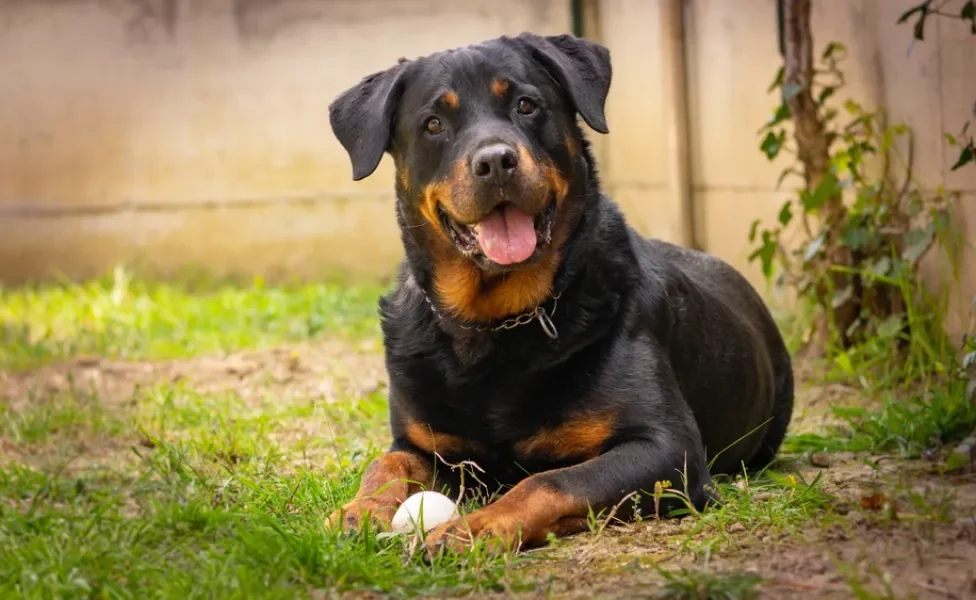 Rottweiler deitado com língua de fora