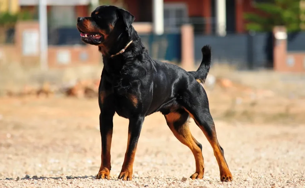 Rottweiler em pé