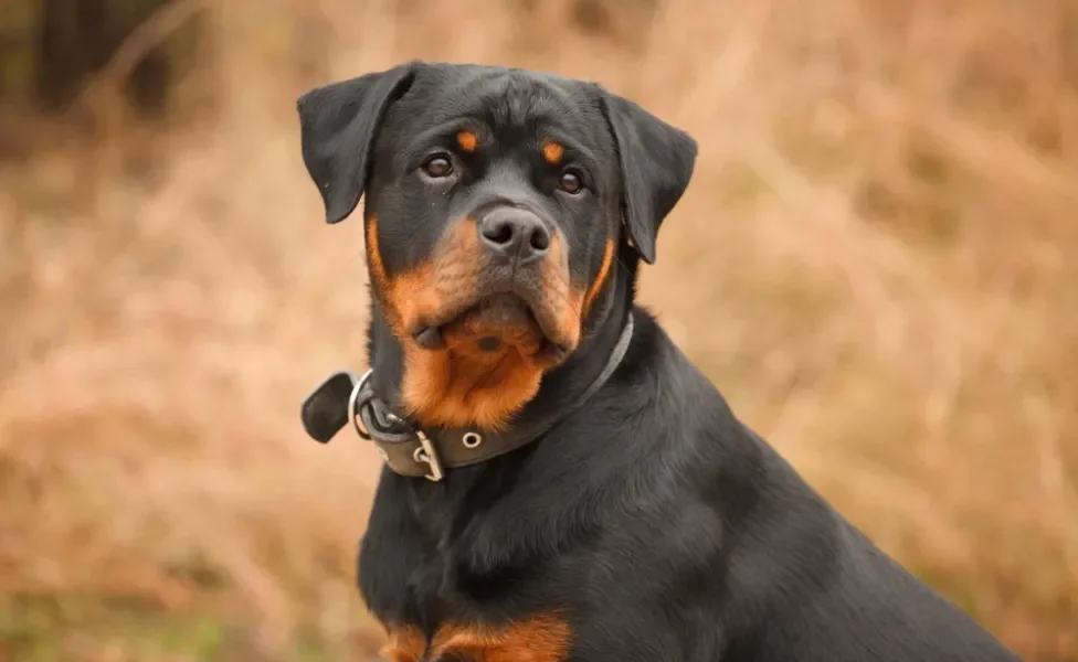 Rottweiler olhando para a câmera