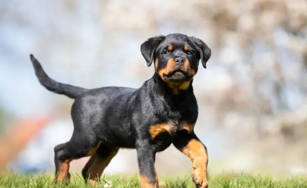 Rottweiler filhote andando