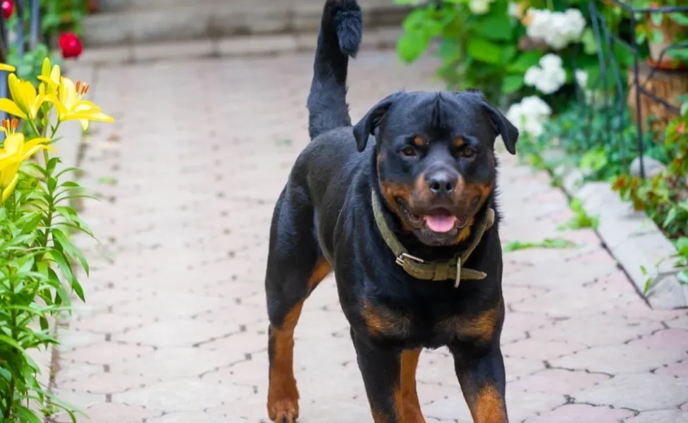 Rottweiler feliz em cima da calçada