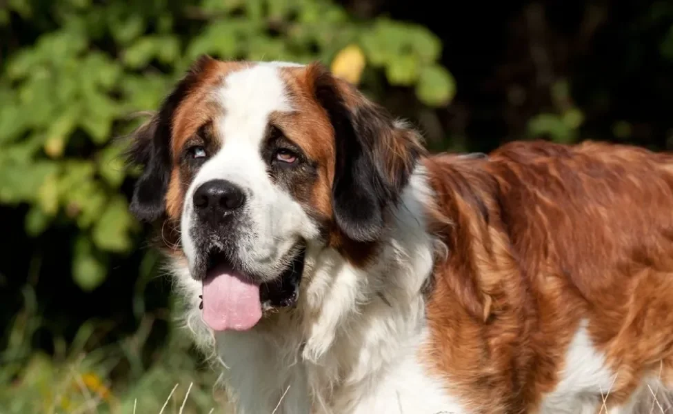 Cachorro São Bernardo com a língua de fora