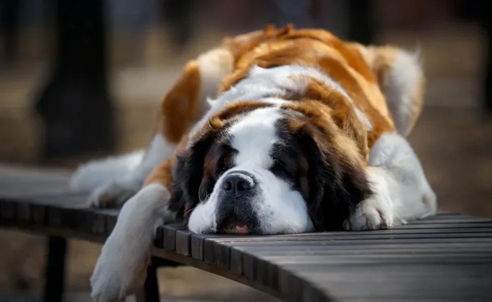 Cachorro São Bernardo dormindo