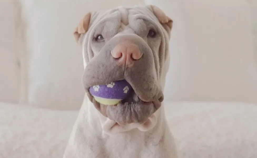 Shar Pei com bola na boca