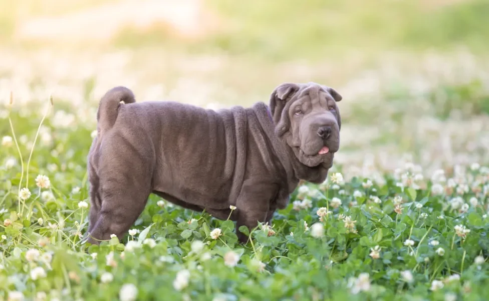 Shar Pei cinza andando por campo florido