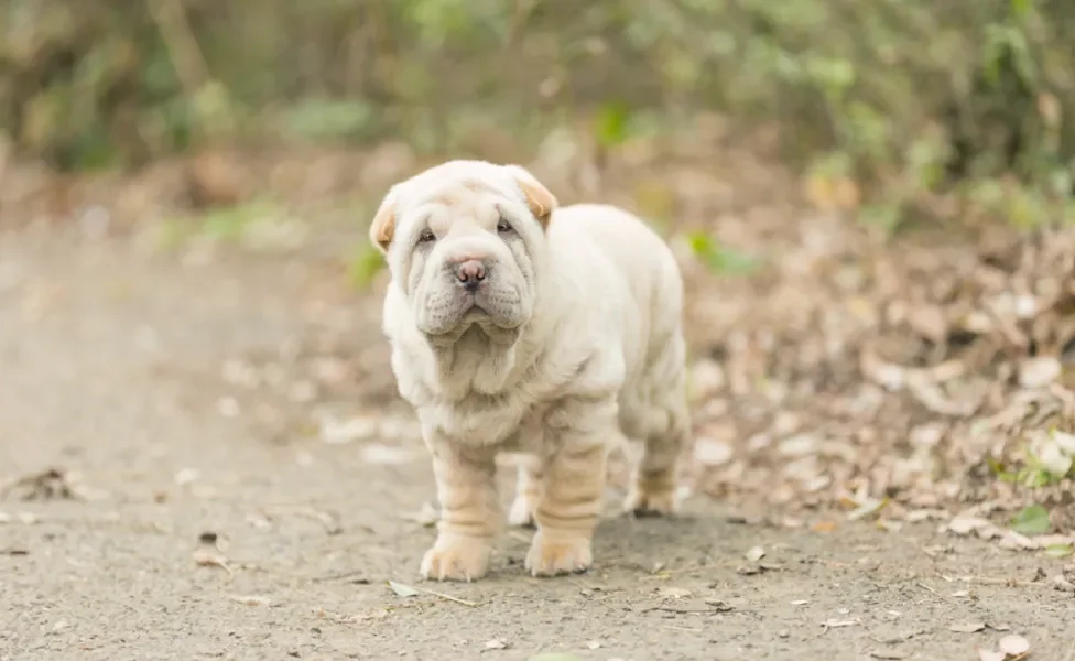 Filhote de Shar Pei branco olhando para frente