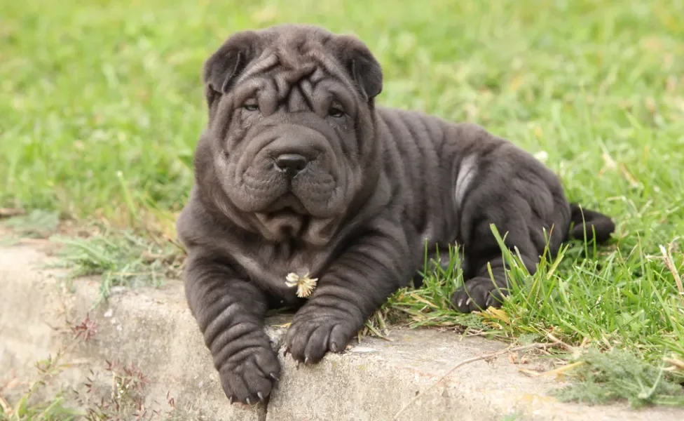 Shar Pei filhote preto deitado na grama