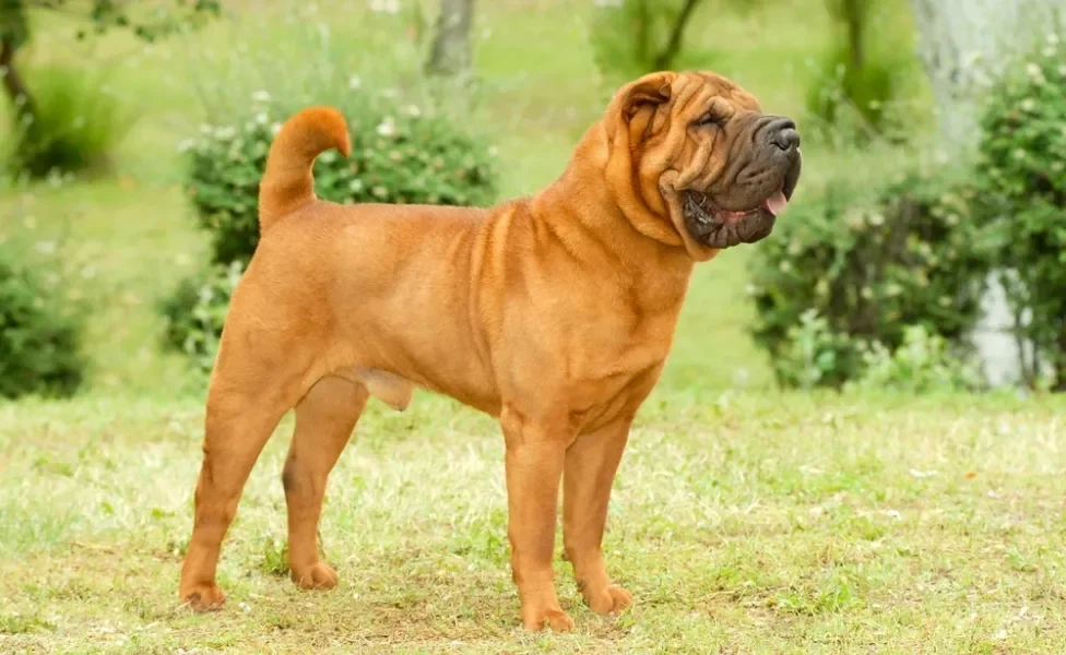 Shar Pei de pé de lado na grama