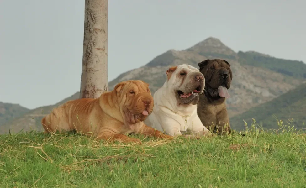 Três cachorros Shar Pei lado a lado de cores diferentes