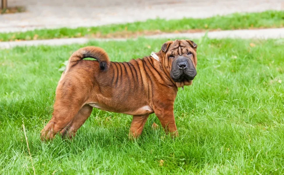 Shar Pei cheio de dobrinhas andando pela grama olhando