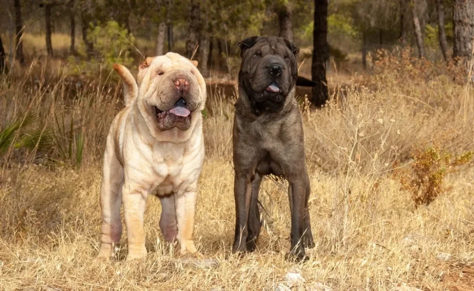 Um Shar Pei branco e um Shar Pei preto