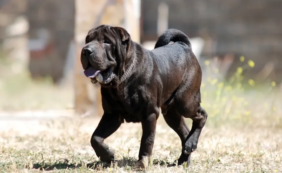 Shar Pei preto andando pelo sol