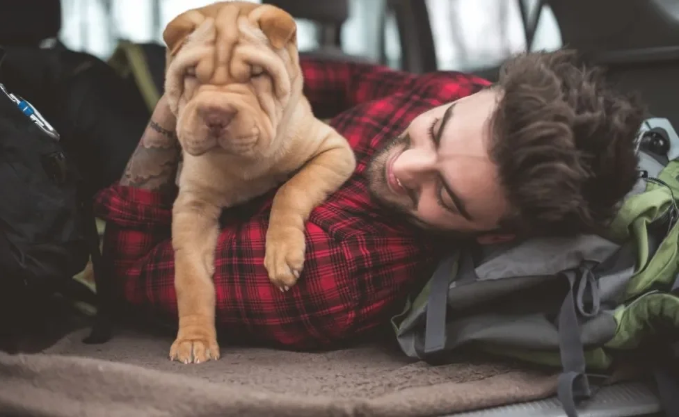 Shar Pei filhote no colo de homem