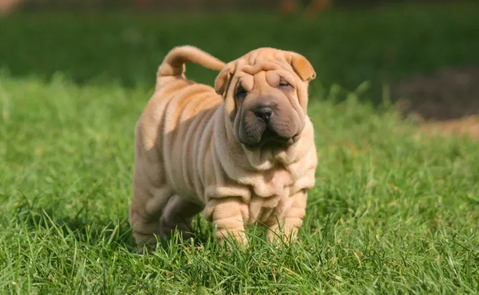 Shar Pei filhote andando pela grama