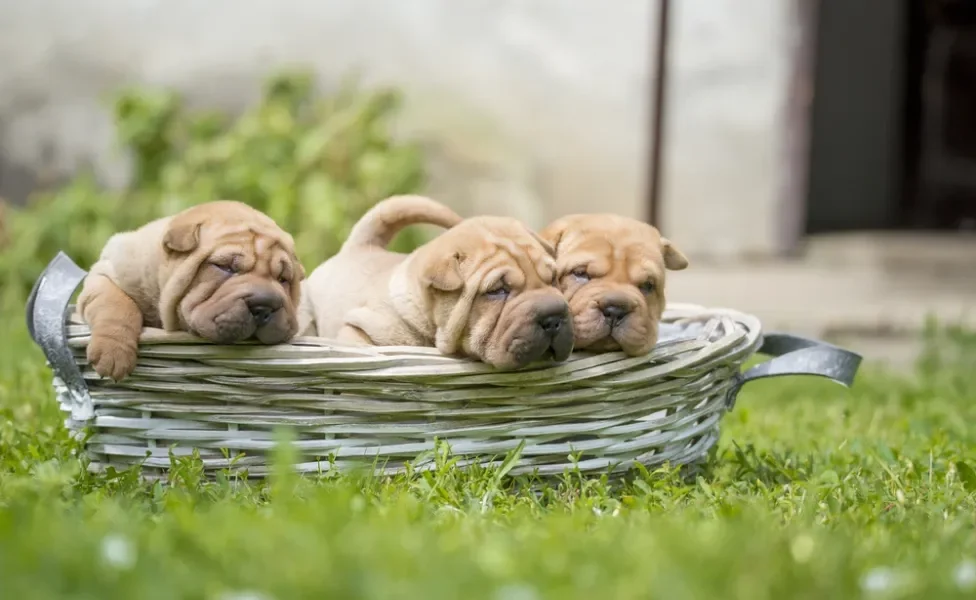 Shar Pei recém-nascidos dentro de cestinha