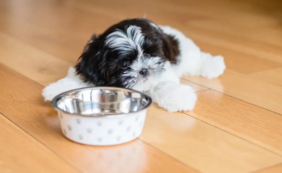 Shih Tzu filhote com pote na frente