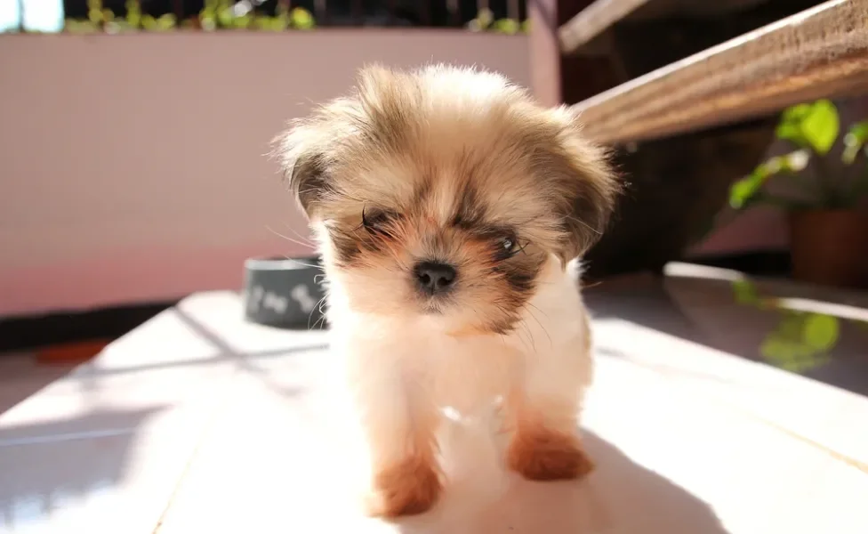 Shih Tzu filhote no sol andando em direção à câmera