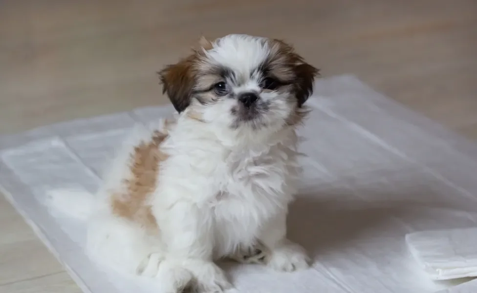 Shih Tzu filhote em cima do tapetinho higiênico