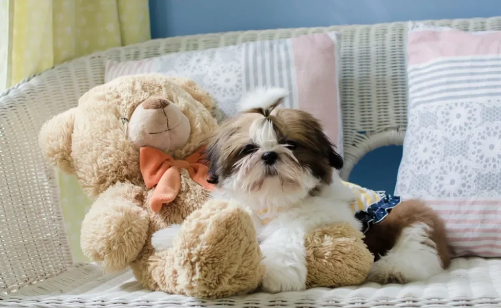 Shih Tzu filhote com ursinho de pelúcia