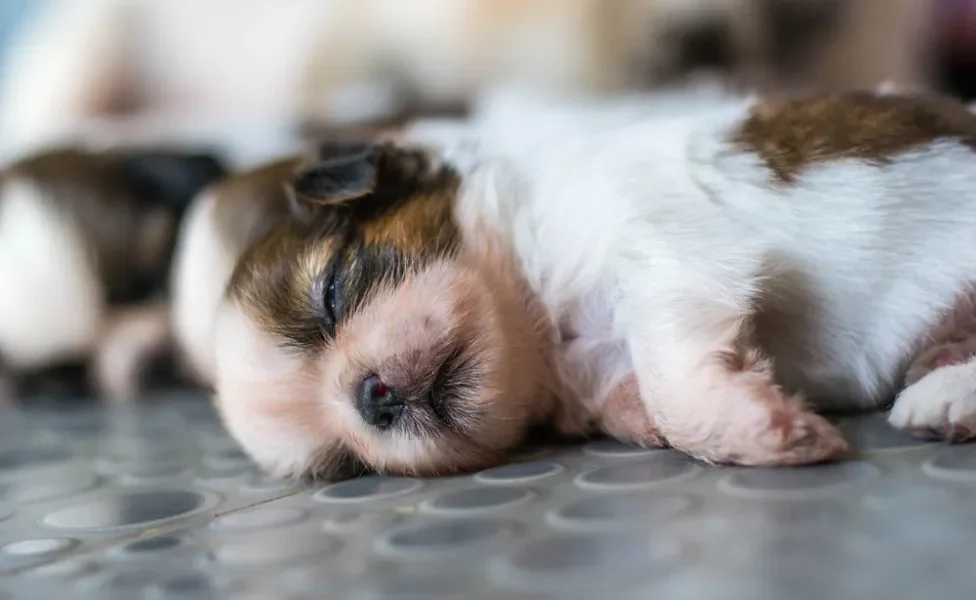 Shih Tzu recém-nascido dormindo