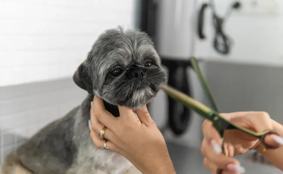 Shih Tzu filhote sendo tosado