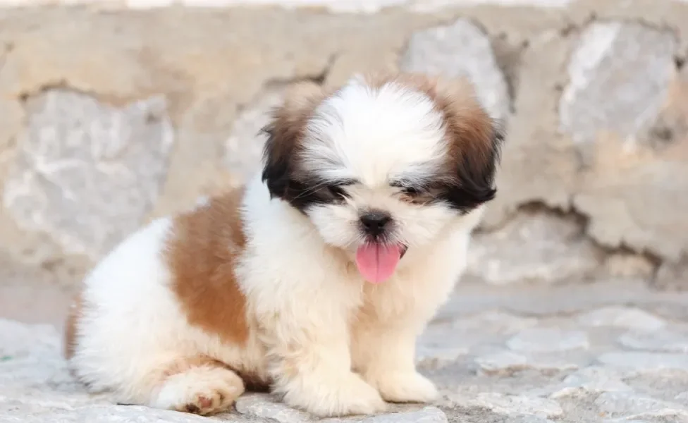 Shih Tzu filhote com a língua de fora