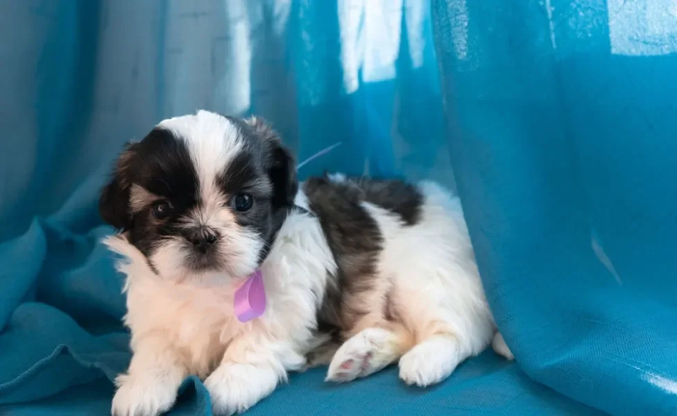 Shih Tzu filhote deitado perto de cortina azul