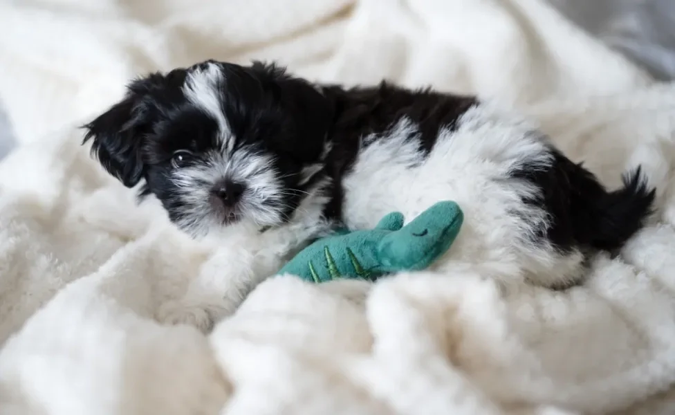 Shih Tzu filhote deitado em cima da cama