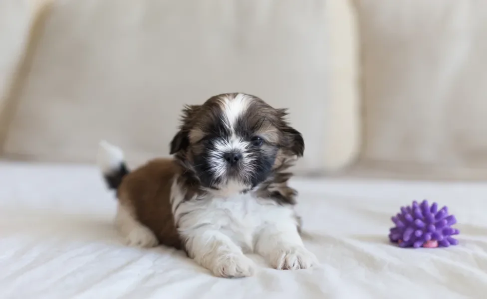 Shih Tzu filhote deitado com um brinquedinho roxo do lado