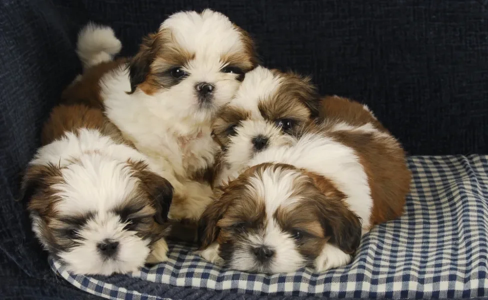 Vários Shih Tzu filhotes juntos