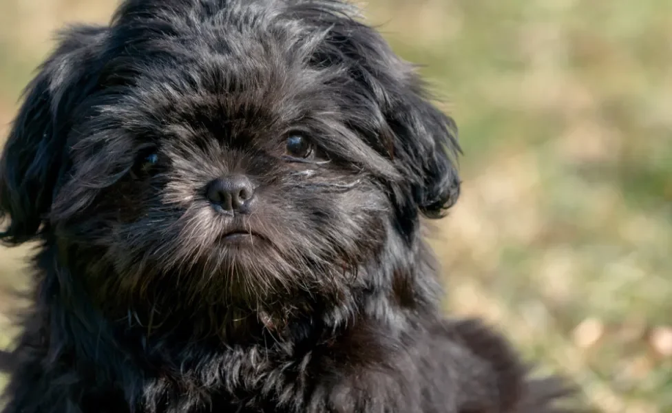 Shih Tzu filhote pretinho no sol