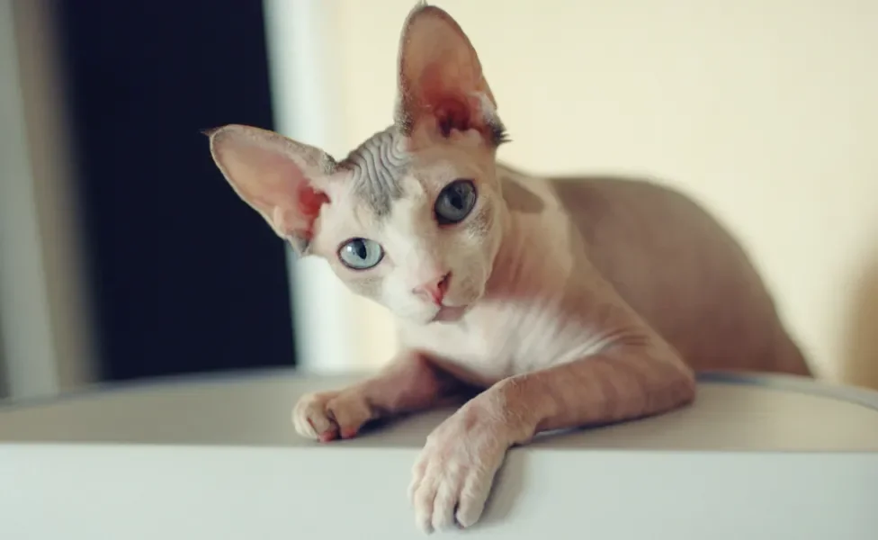 Gato pelado mesclado com outras cores é uma possibilidade