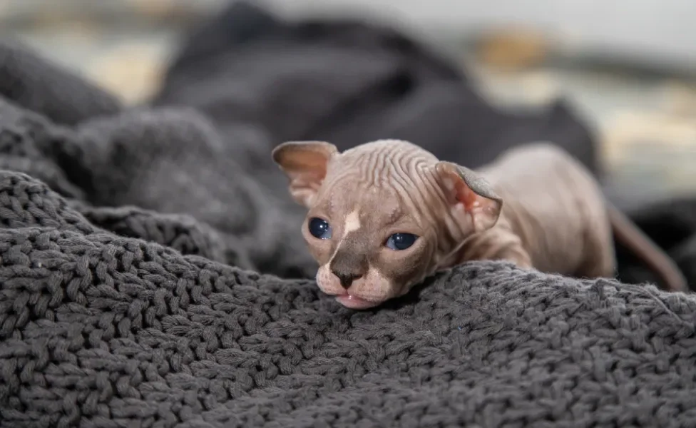 Gato sem pelo filhote é uma fofura