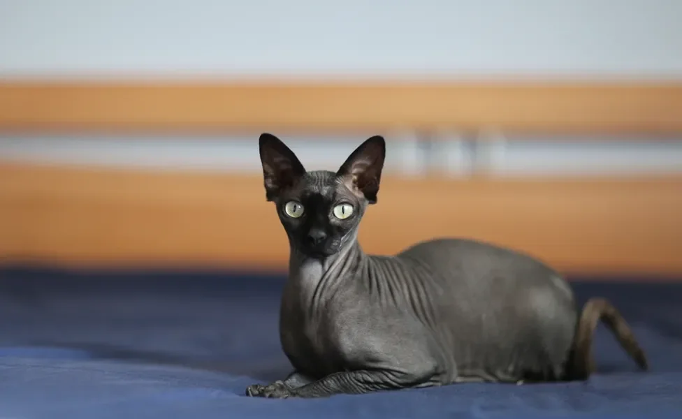 O gato Sphynx preto é um dos mais procurados entre os amantes da raça