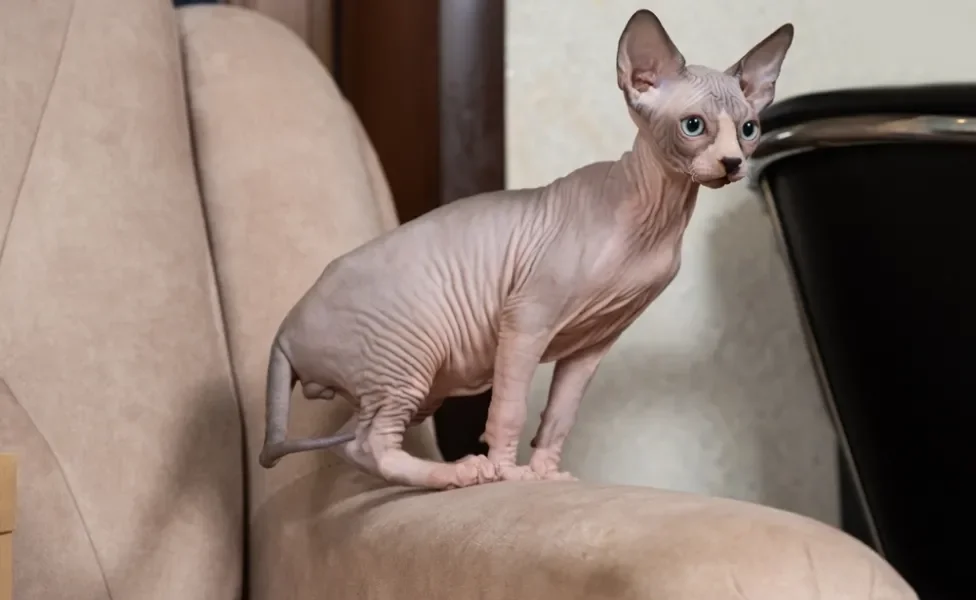 O valor de gato sem pelo não é nada perto da companhia desse gatinho