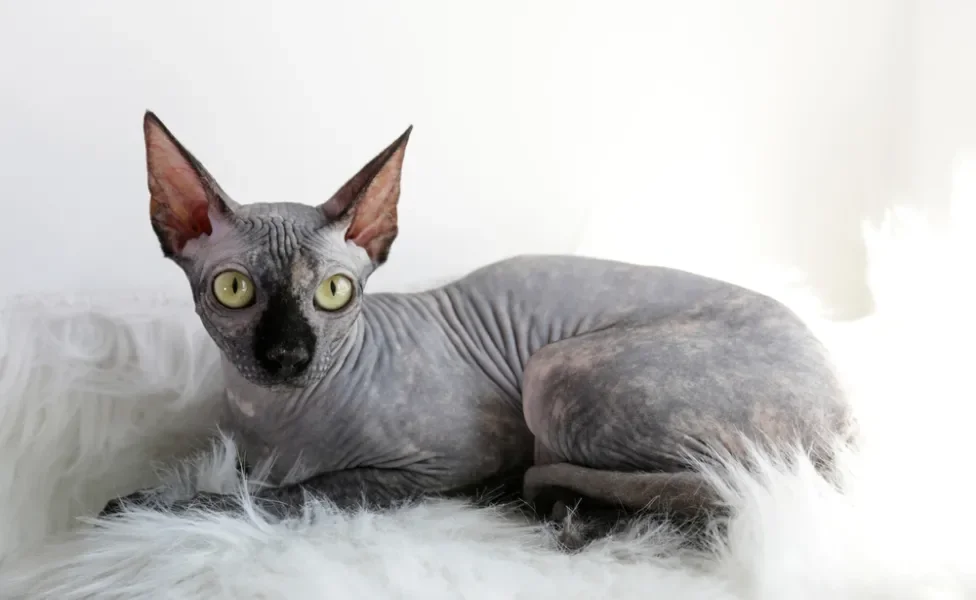 O Sphynx cinza tem uma aparência elegante e charmosa